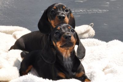 Adorable Dachshund Puppies Ready For Your Lovely Homes.