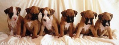 Boxer puppies sale