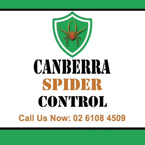 Canberra Spider Control