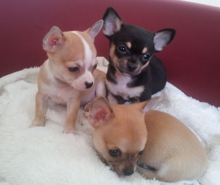 Short hair chihuahua puppies for adoption
