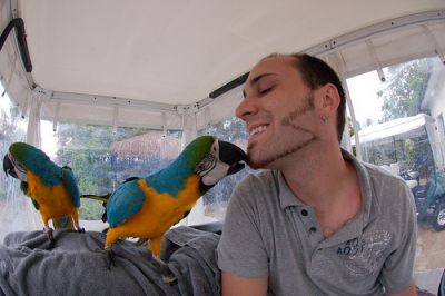 Blue and Gold Macaw Parrots For Sale