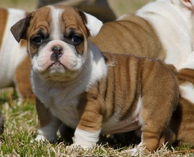 Outstanding AKC Registered English Bulldog puppies Available Now