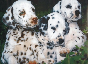 Dalmatian puppies