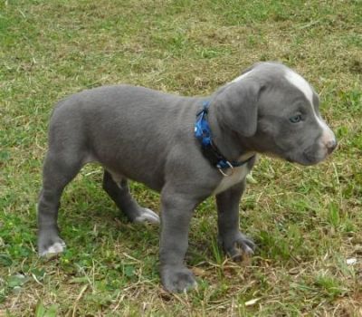 Blue eye American Pit Bull Terrier Puppies