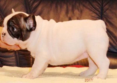 Adorable and sensitive french bull dog puppies for free