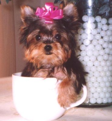 Excellent Teacup Yorkie Puppies