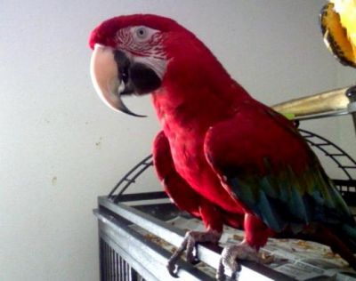 Fantastic and Speakable Scarlet Macaw parrots for special lady
