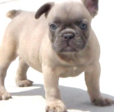 Great and homeless French Bulldog Puppies For Sale 