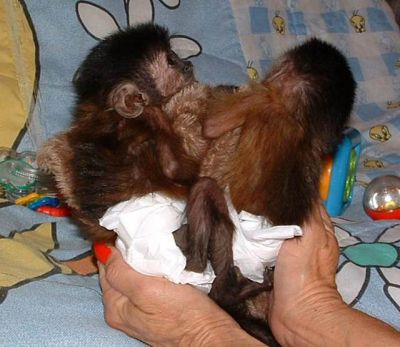 Qaulity Capuchin Monkeys For Adoption