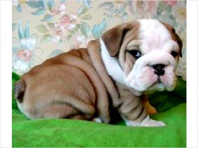  GORGEOUS AKC English Bulldogs Pups