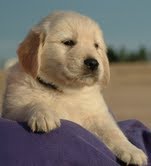 golden retriever Puppies Available