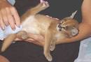 Caracal kitten for adoption