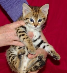 Verry cool 1 male and 1 female TICA F2 savannah kittens for adoption free