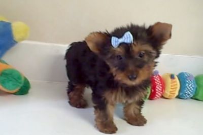 yorkie puppies for christmas