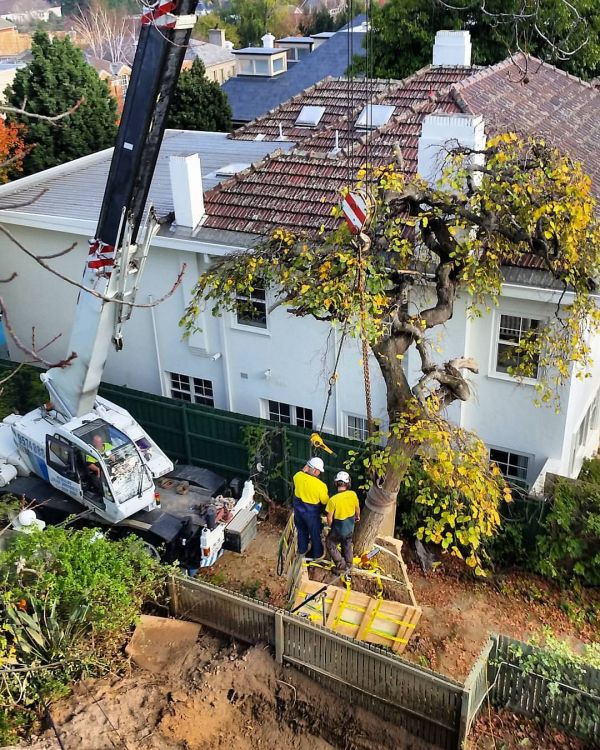Melbourne’s One-Stop-Shop in Tree Maintenance Services