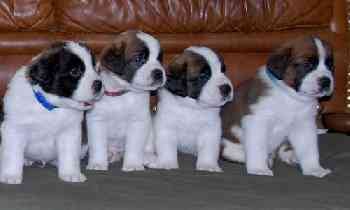 Saint Bernard Puppies For Sale
