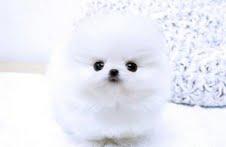 male and female pomernian puppies