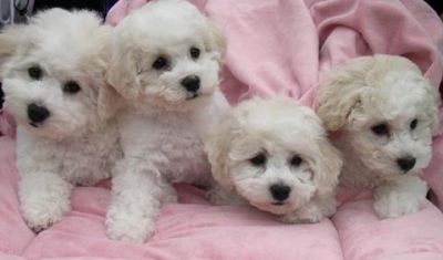 Bichon Frinze puppies
