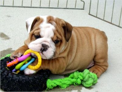 English bulldogs puppies for sale 11-12 weeks old (AKC registered)