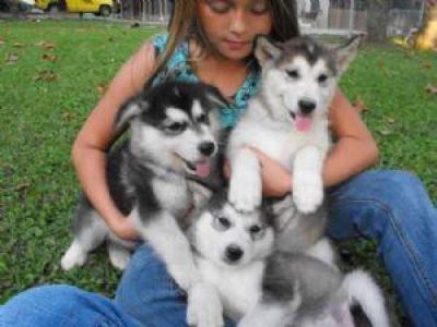 MAGNIFICENT SIBERIAN USKY PUPPIES