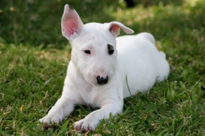 Good Looking and Nice Bull Terrier Puppies Available Now For Good Homes