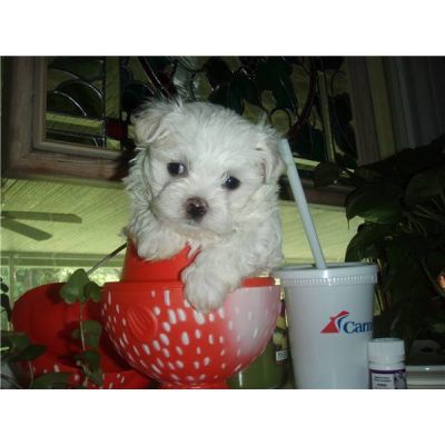  Affectionate maltese puppies  for Adoption 
