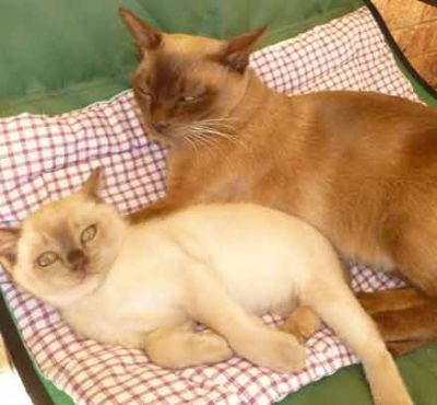 Burmese Adult Female