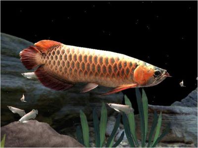 Asian SUPER RED, RTG, GOLDEN X BACK AROWANA FISHES