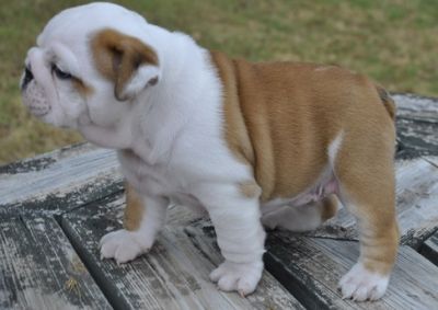 bulldog puppies for hoem adoption