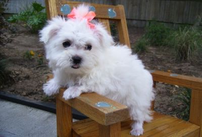 Lovely Maltese Puppies For Sale Now
