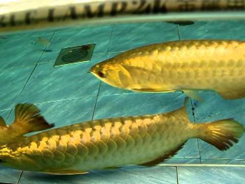 24k gold arowana Black arowana Gold arowana