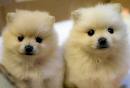  pomeranian male and female puppies for adoption