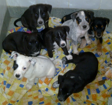 Kelpie x Cattledog Pups For Sale
