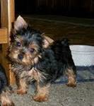 cute and adorable home trained Yorkie puppies.