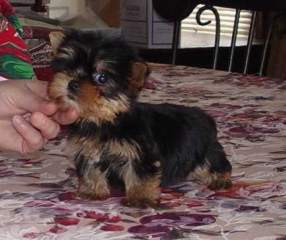 Velma is Free,YORKIE PUPPY READY FOR NEW HOME