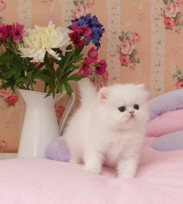 Beautiful white persian kittens for sale