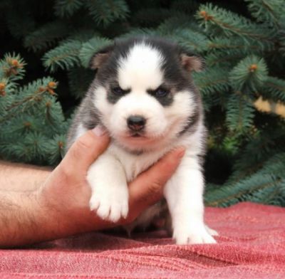 Angelic Siberian husky with charming blue eyes are given out