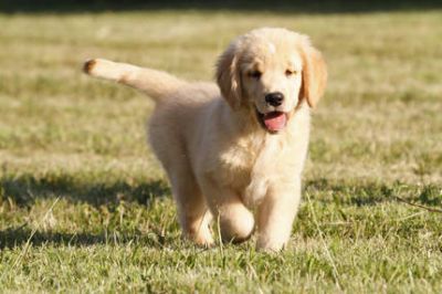 Golden Retriever Puppies Available