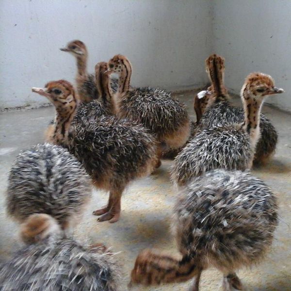 Ostrich Chicks in Middelburg South Africa