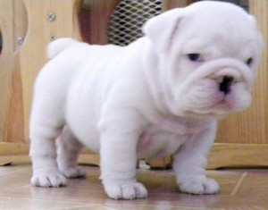 *English Bulldog* Puppies for Christmas