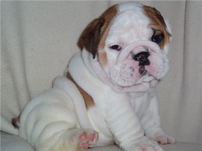 English Bull dog puppy for sale