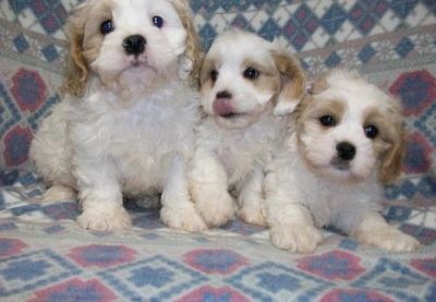 Cavachon Puppies For Sale Now