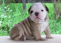 Male and Female English Bulldog Puppies For SALE