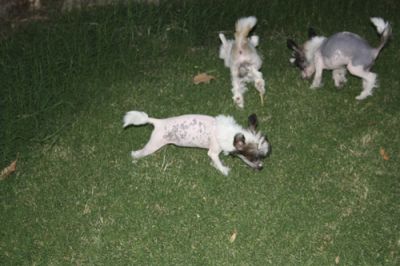 Three chinese crested hairless puppies for sale