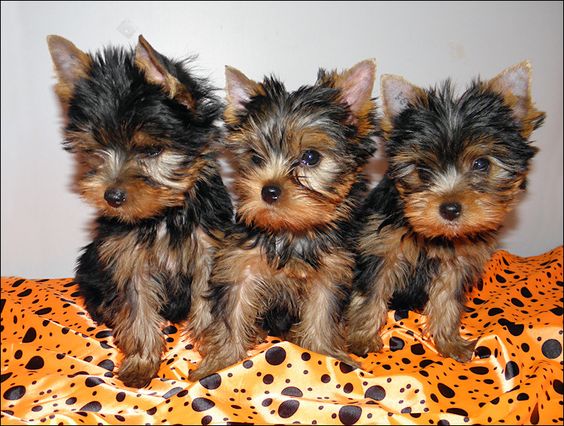 Gorgeous Teacup Yorkie Puppies Available Text us @ (804) 818-6065