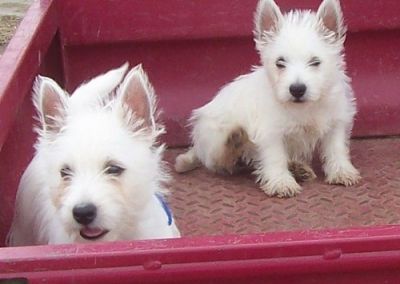  West Highland White Terrier Puppies For Sale 