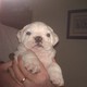 well traine white bulldog  puppies for auction