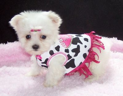  Adorable male and female Maltese  Puppies For Adoption 