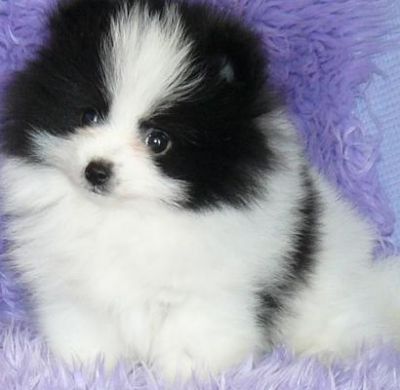 Charming Pomeranian Puppies For Sale