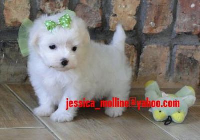 Lovely Micro Maltese Puppies